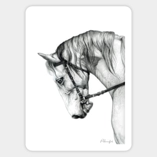 Horse (Tahar) Sticker